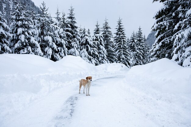 Magisch winterwonderlandlandschap met ijzige kale bomen en hond op afstand