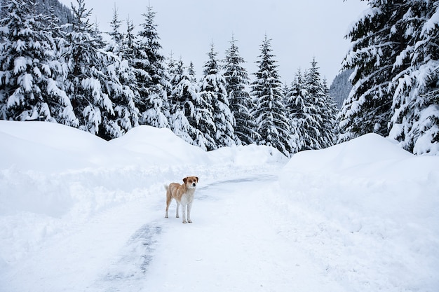 Magisch winterwonderlandlandschap met ijzige kale bomen en hond op afstand