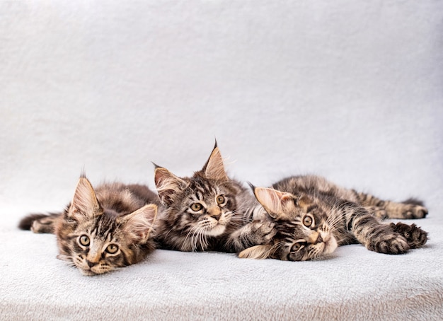Mainecoon-familie drie kittens liggen op een lichte, donzige deken