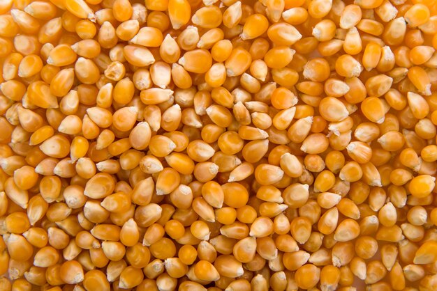 Maïs van popcorn