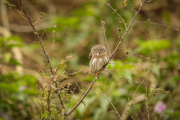 Majestueuze en kleurrijke vogel in de natuur habitat vogels van noordelijke pantanal wilde brasil braziliaanse dieren in het wild vol groene jungle zuid-amerikaanse natuur en wildernis