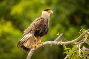 Gratis foto majestueuze en kleurrijke vogel in de natuur habitat vogels van noordelijke pantanal wilde brasil braziliaanse dieren in het wild vol groene jungle zuid-amerikaanse natuur en wildernis