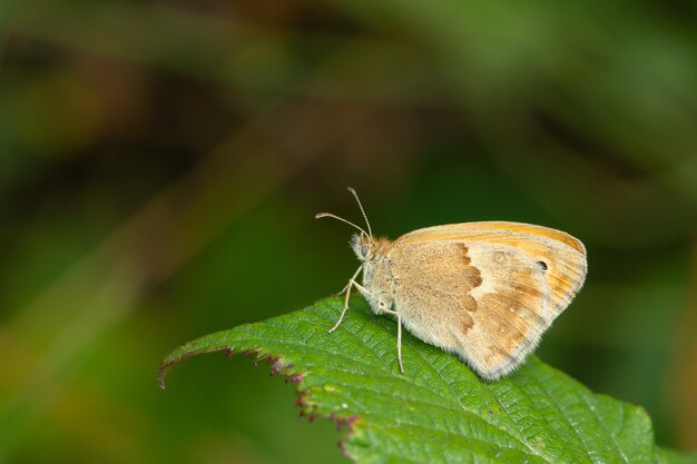Majestueuze opname van een Small Heath-vlinder op een bladgebladerte