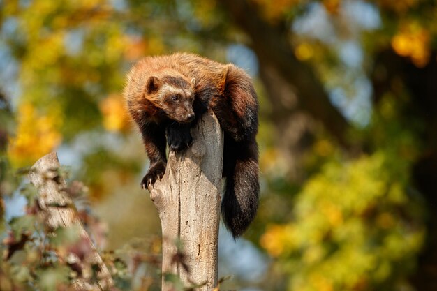 Majestueuze veelvraat hangt aan een boom voor de kleurrijke natuur