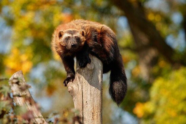 Majestueuze veelvraat hangt aan een boom voor de kleurrijke natuur