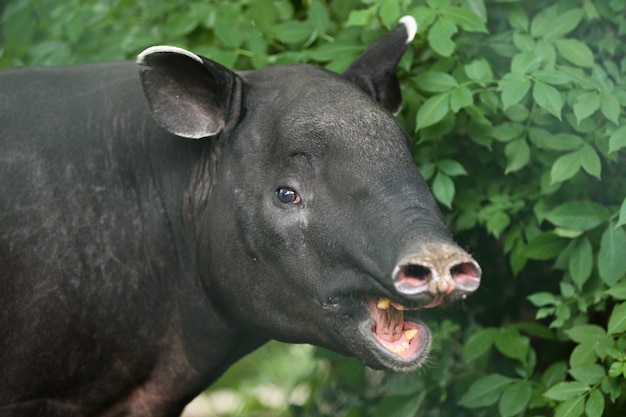 Maleise tapir met baby in de natuurhabitat