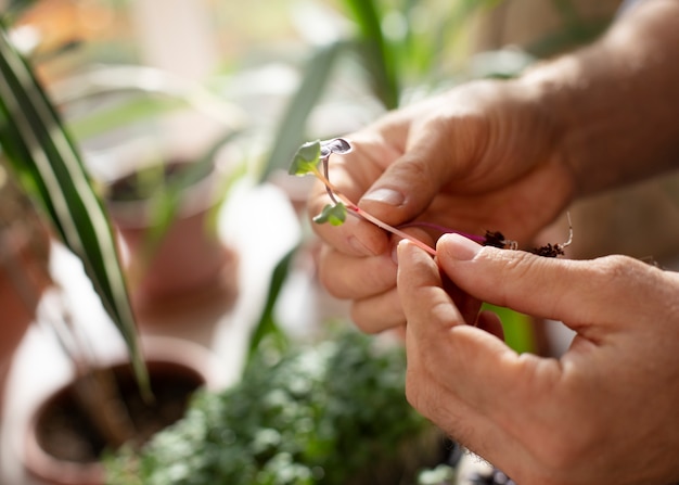 Gratis foto man cultiveert en kweekt eetbare planten binnenshuis