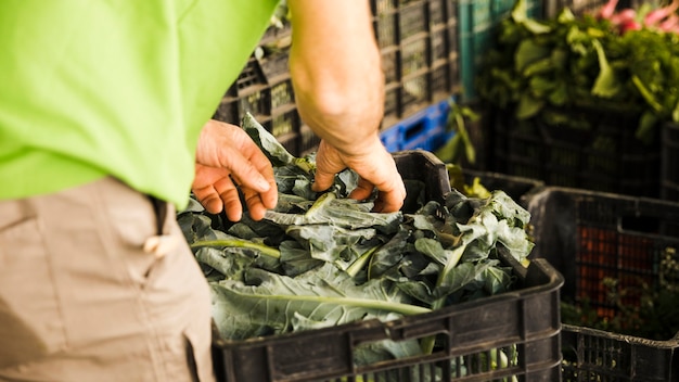 Man&#39;s hand met groene groente op de markt