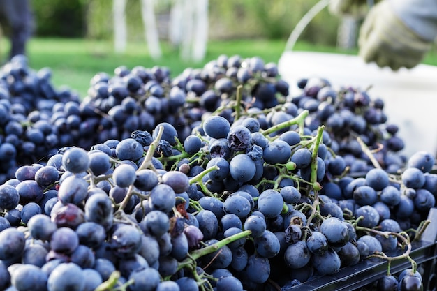 Manden met rijpe trossen zwarte druiven buitenshuis. herfstdruiven oogsten in wijngaard op gras klaar voor levering voor het maken van wijn. cabernet sauvignon, merlot, pinot noir, sangiovese druivensoort in dozen