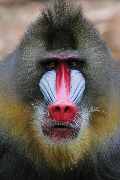 Mandril aap doorn Mandrillus sphinx close-up gezicht