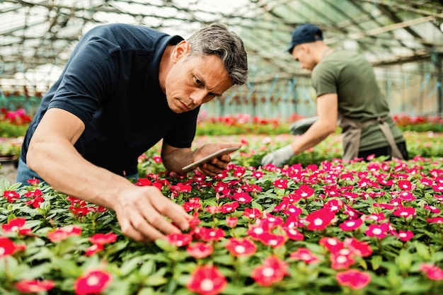 Gratis foto mannelijke bloemist die digitale tablet gebruikt terwijl hij voor bloemen zorgt en bij de plantenkwekerij werkt