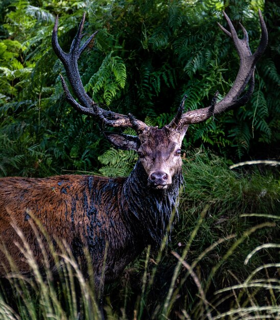 Mannelijke elanden overdag omgeven door gras en bomen