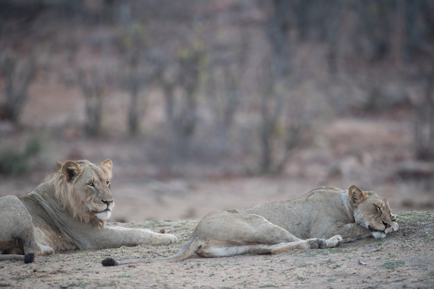 Mannelijke en vrouwelijke leeuw die op de grond rust