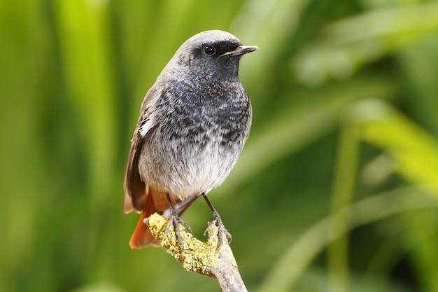 Gratis foto mannelijke zwarte roodstaart, phoenicurus ochruros