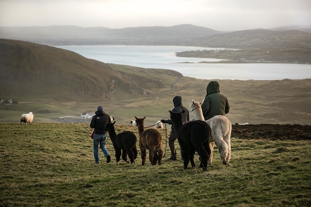 Mannen lopen lama's op het veld met een meer en bergen