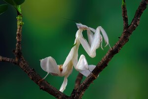 Gratis foto mantis orchideeën op tak met natuurlijke achtergrond