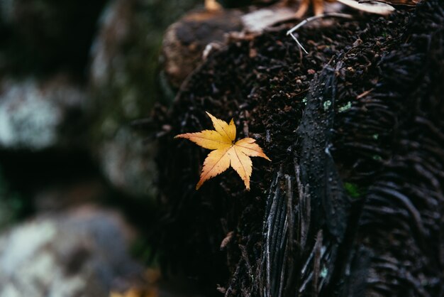 Maple leaf closeup