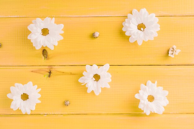 Margrietbloemen op gele houten plank