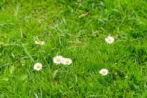 Gratis foto marguerite bloemen uit nederland nederland