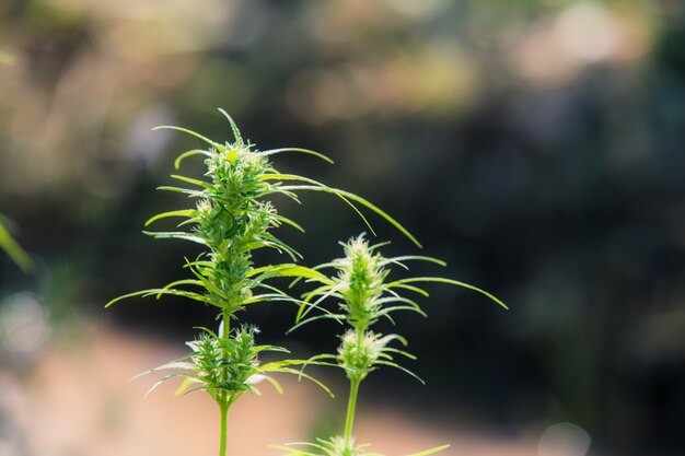 Marihuanabladeren, Cannabis op mooie achtergrond.