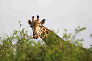 Gratis foto masai giraf in tsavo east national park, kenia, afrika