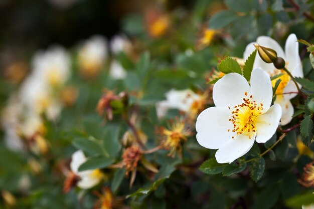 meer brier bloemen met copyspace