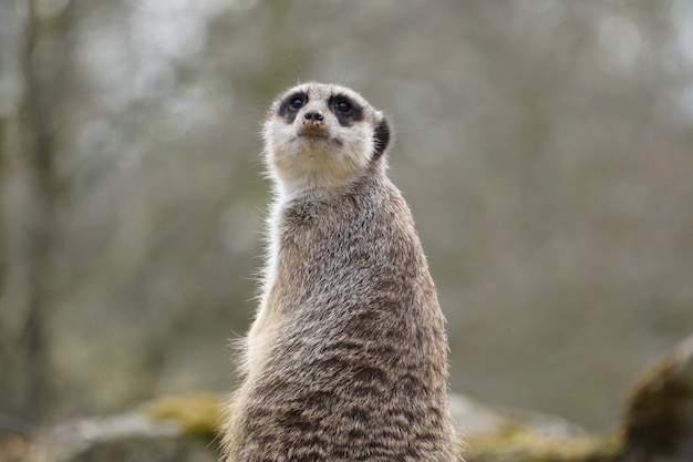 Gratis foto meerkat met een grijze vacht die zit en omhoog kijkt met wazige bomen