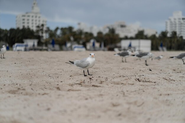 meeuwen op het strand, Miami Florida USA