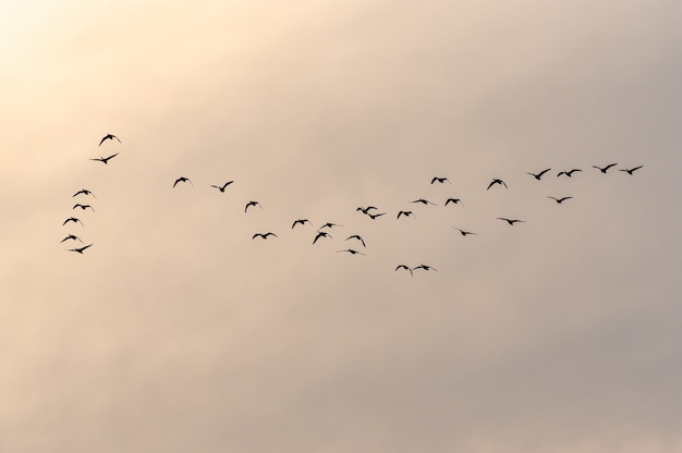 Mening van een zwerm vogels die tijdens zonsondergang in een mooie hemel vliegen