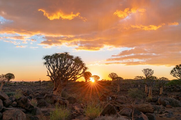 Mening van Quiver Bomenbos met mooie hemel de zonsondergangscène van de schemeringhemel in Keetmanshoop, Namibië