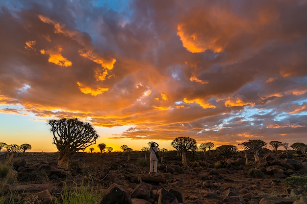 Mening van Quiver Bomenbos met mooie hemel de zonsondergangscène van de schemeringhemel in Keetmanshoop, Namibië