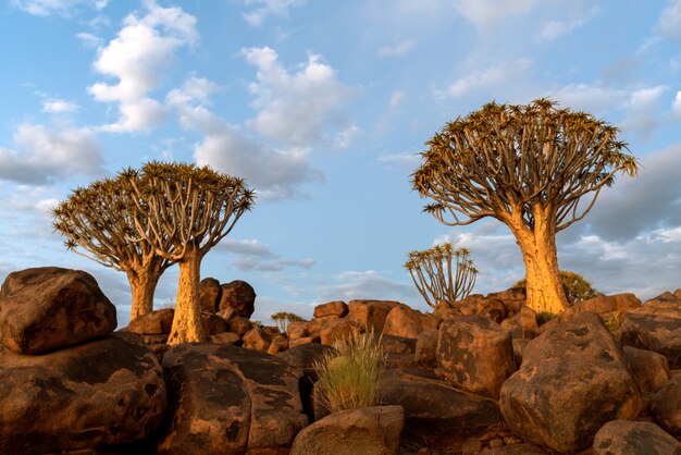 Mening van Quiver Bomenbos met mooie hemel de zonsondergangscène van de schemeringhemel in Keetmanshoop, Namibië