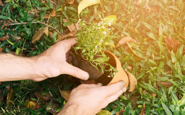 Mens die zaailing in pot plant