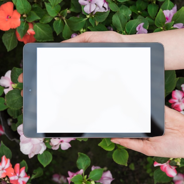 Menselijke hand die digitale tablet met het lege witte scherm over verse bloemen houdt