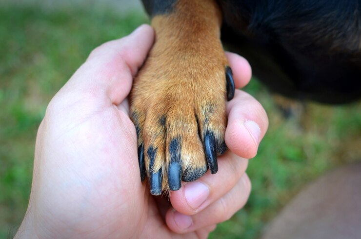 Gratis Foto menselijke hand en hondenpoot handdruk