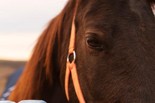 Mensen die voor de paardenboerderij zorgen