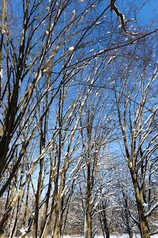 Met sneeuw bedekte bomen in de winter