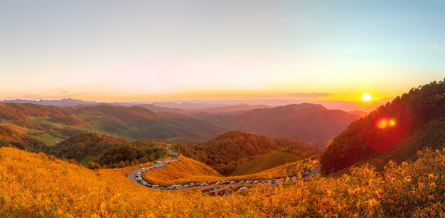 Gratis foto mexicaans zonnebloemveld panorama