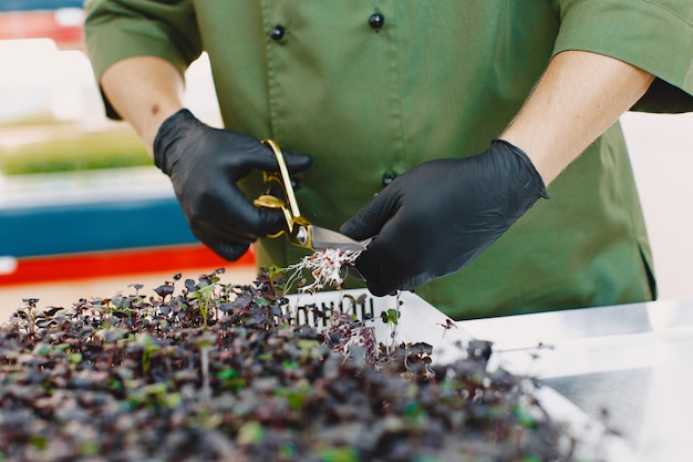 Gratis foto microgreen korund koriander spruiten in mannelijke handen. rauwe spruiten, microgreens, gezond eten concept. man snijdt met een schaar.