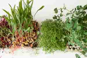 Gratis foto microgreens met zaden en wortelontkieming van microgreens