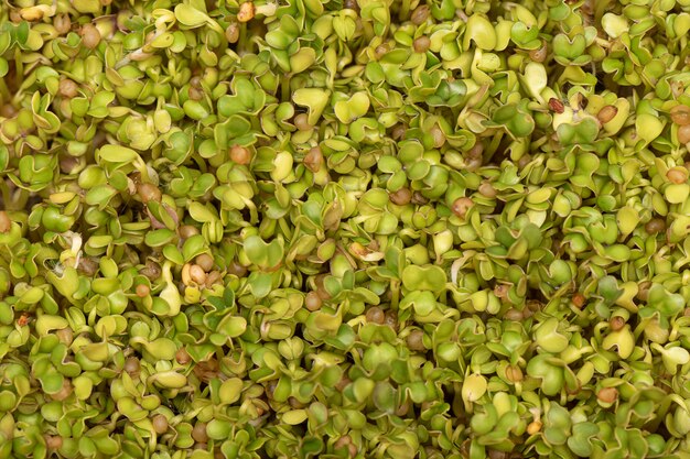 Microgreens. Ontsproten mosterdzaad op linnen mat als achtergrond.