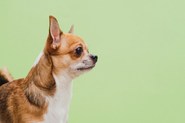 Middelgroot schot van chihuahuahond op groene achtergrond