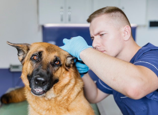 Middelgroot schot zorgvuldige arts die op het oor van de hond controleert