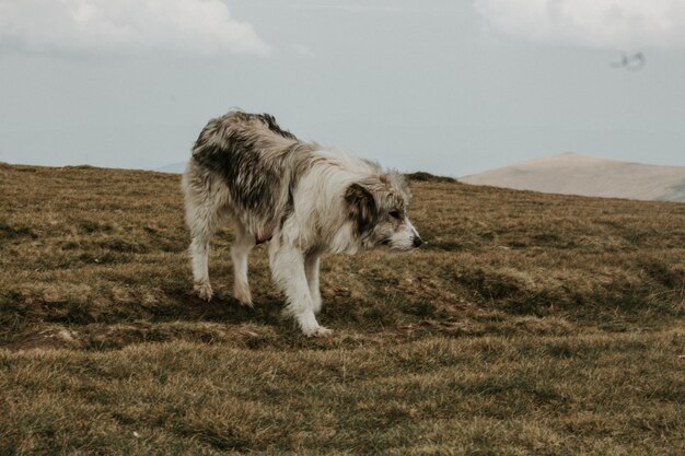 Middelgrote grijs-witte hond met korte vacht op een groene heuvel onder met bergen