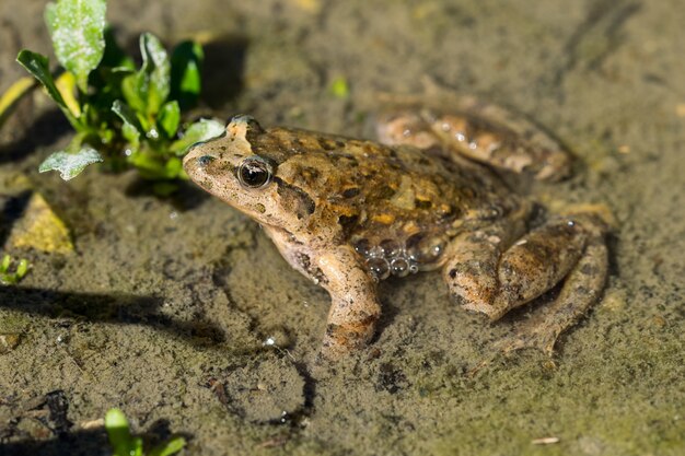 Middellandse Zee Painted Frog rusten in modder en water