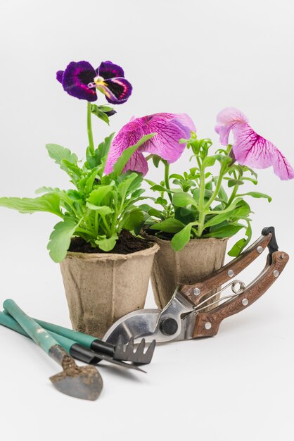 Mini-tuingereedschap; snoeischaar met petunia en viooltje bloem planten op witte achtergrond