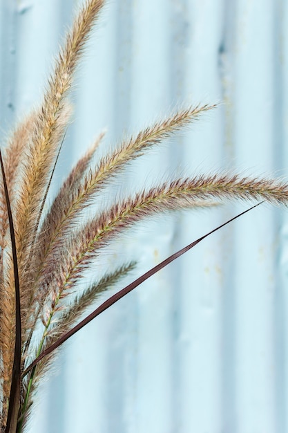 Minimalistische opstelling van natuurlijke plant