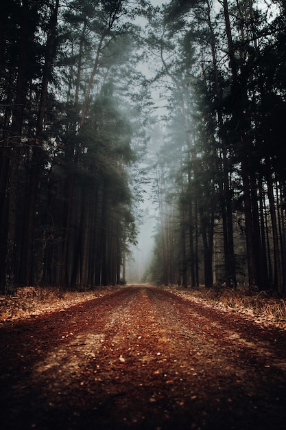 Mistig boslandschap met een weg