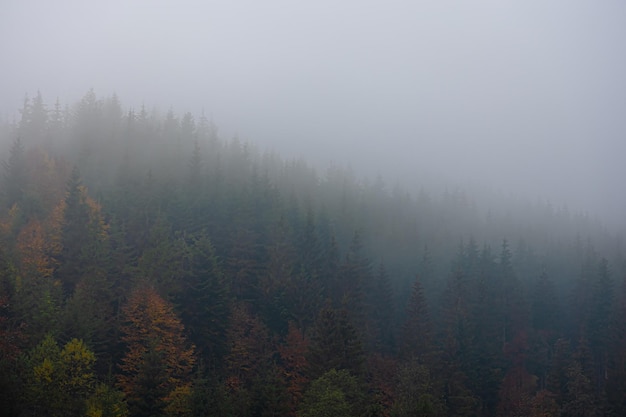 Mistig herfst berglandschap met sparrenbos