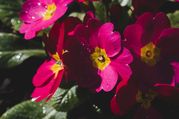 Gratis foto moderne bloemensamenstelling met elegante stijl